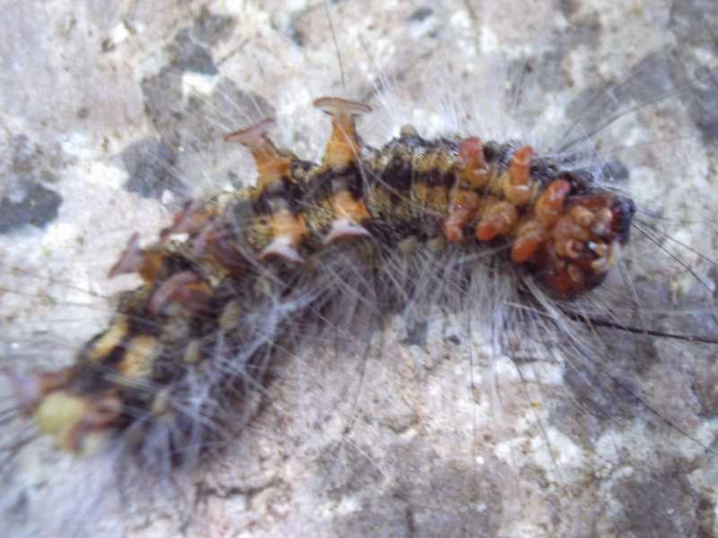 processionaria ? - No, Lymantria dispar